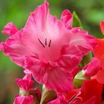 ЭКСКЛЮЗИВ! Коллекционные гладиолусы ПОШТУЧНО