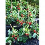 Капри для красоты