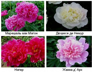 Пион ( белый) -2х летние укор. черенки сорт Дюшес Де Немур