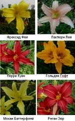 Лилейник сортовой! Розово-бежевый.Деленка
