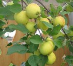 Сорт Китайка золотая