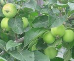 Яблоня полукультурка сорт Уральское наливное