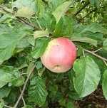 Сорт Алтайская Юбилейная