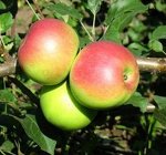 Яблоня крупноплодная (2х летки)- СКИДКА