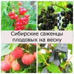 Саженцы жимолости, малины, смородины. Предзаказ на весну*🍒 №10