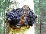 Чага (молотая) 500 гр.