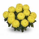 Хризантема крупноцветковая Белатия №50