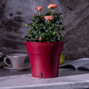 Горшок Дали Софт 1,2л винный, 1 шт