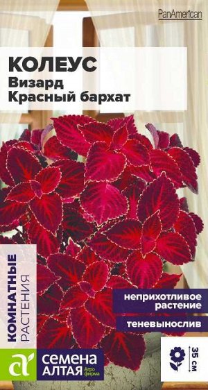 Цветы Колеус Визард Красный бархат/Сем Алт/цп 5 шт.