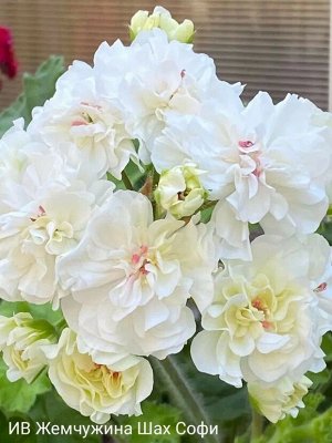 Пеларгония зональная ИВ-Жемчужина Шах Сафи
