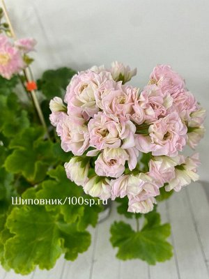 Пеларгония ЮВ-Звезда Водолея