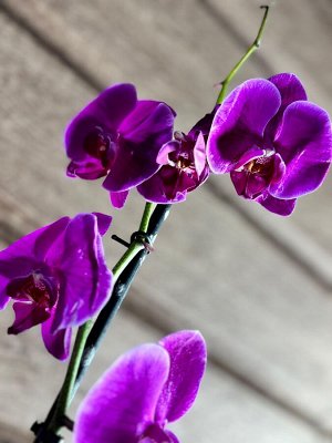 Фаленопсис Фото реальное !!!
диаметр : 12 см
высота примерно - 50-60

Орхидея Фаленопсис (Orchid Phalaenopsis) - универсальное растение, самое неприхотливое из орхидей. У Фаленопсиса мясистые корни се