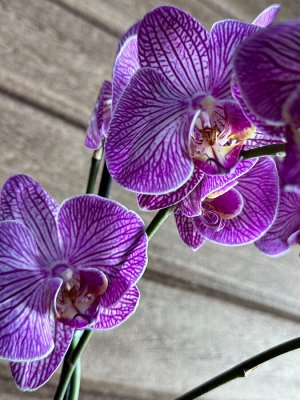 Фаленопсис Фото реальное !!!
диаметр : 12 см
высота примерно - 90 см 

Орхидея Фаленопсис (Orchid Phalaenopsis) - универсальное растение, самое неприхотливое из орхидей. У Фаленопсиса мясистые корни с