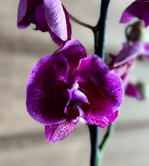 Фаленопсис Фото реальное !!!
диаметр : 12 см
высота примерно - 50-60

Орхидея Фаленопсис (Orchid Phalaenopsis) - универсальное растение, самое неприхотливое из орхидей. У Фаленопсиса мясистые корни се