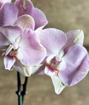 Фаленопсис Фото реальное !!!
диаметр : 12 см
высота примерно - 50-60

Орхидея Фаленопсис (Orchid Phalaenopsis) - универсальное растение, самое неприхотливое из орхидей. У Фаленопсиса мясистые корни се
