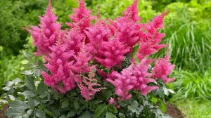 Астильба Astilbe Music serie Boogie Woogie