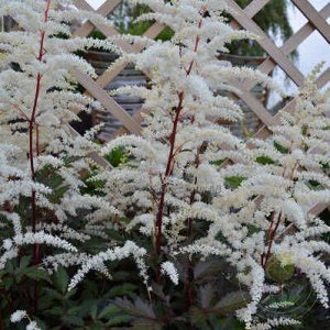 Астильба Astilbe Hybrid Cappuccino
