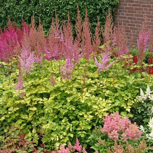 Астильба Astilbe Hybrid Color Flash Lime