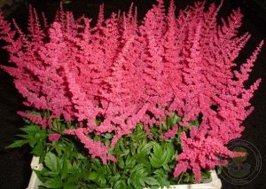 Astilbe arendsii Glut