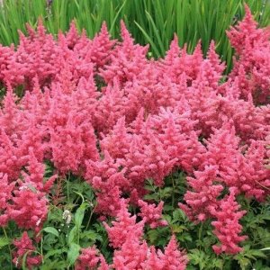 Astilbe japonica Koblenz