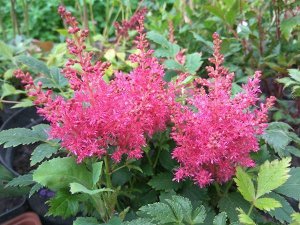 Астильба Astilbe Hybrid Lara
