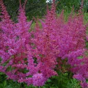 Астильба Astilbe Expression serie Love and Pride