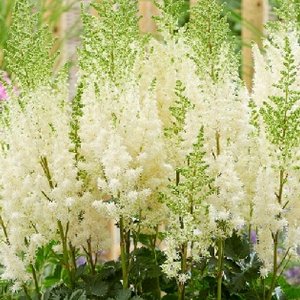 Астильба Astilbe chinensis Lowlands White
