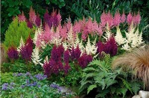 Астильба Astilbe Hybrid Lucy