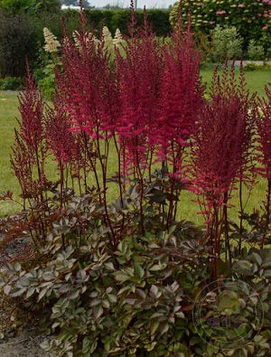 Астильба Astilbe Mighty serie Mighty Chocolate Cherry