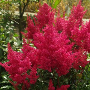 Astilbe japonica Montgomery
