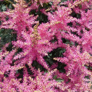 Астильба Astilbe Music serie Power Pop
