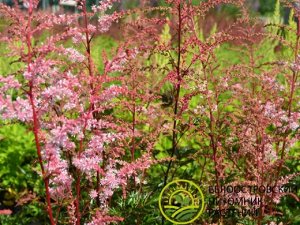 Астильба Astilbe Music serie Pretty in Pink