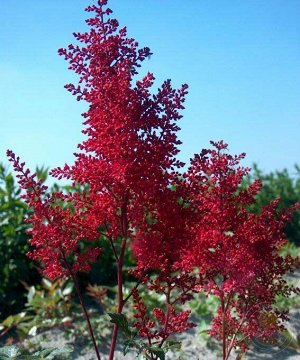 Astilbe chinensis Red Sentinel
