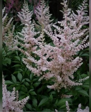 Астильба Astilbe Pearls serie Rosy Pearls