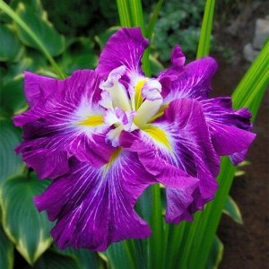 Ирис Ensata Persephone