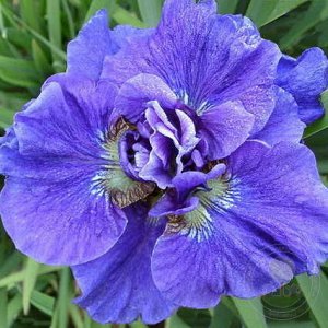 Ирис Sibirica Concord Crush