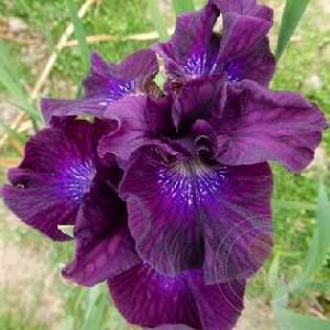 Ирис Sibirica Purplelicious