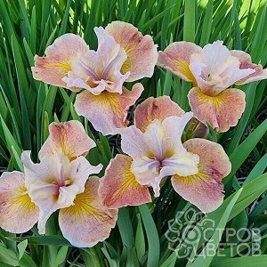 Ирис Sibirica Sandy River Belle