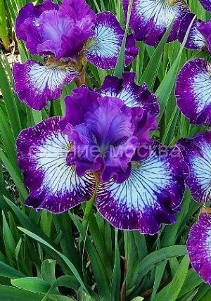 Ирис Sibirica Something Shocking