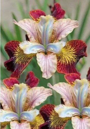 Ирис Sibirica Peacock Butterfly Laughing Beauty
