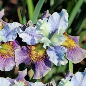 Ирис Sibirica Peacock Butterfly Multicolor Passion