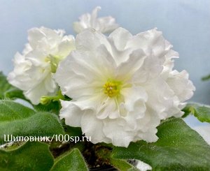 Фиалка МК-Белая Кувшинка, новинка!
