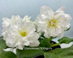 Фиалка МК-Белая Кувшинка, новинка!