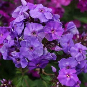 Флокс Phlox paniculata Amethyst