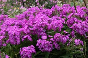 Флокс Phlox paniculata Amethyst