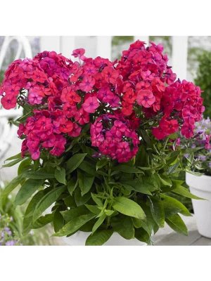 Флокс Phlox paniculata Bambini Cherry Crush+