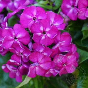 Флокс Phlox paniculata Bambini Desire