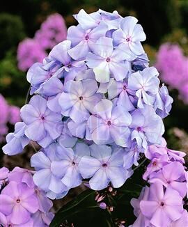 Флокс Phlox paniculata Blue Boy