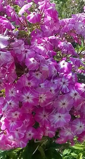 Флокс Phlox paniculata Blue Boy