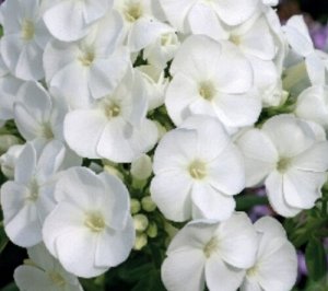 Phlox paniculata Captain Freedom